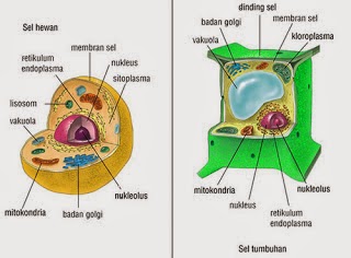 Pengertian Sel  Struktur Komponen Jenis dan  Fungsi