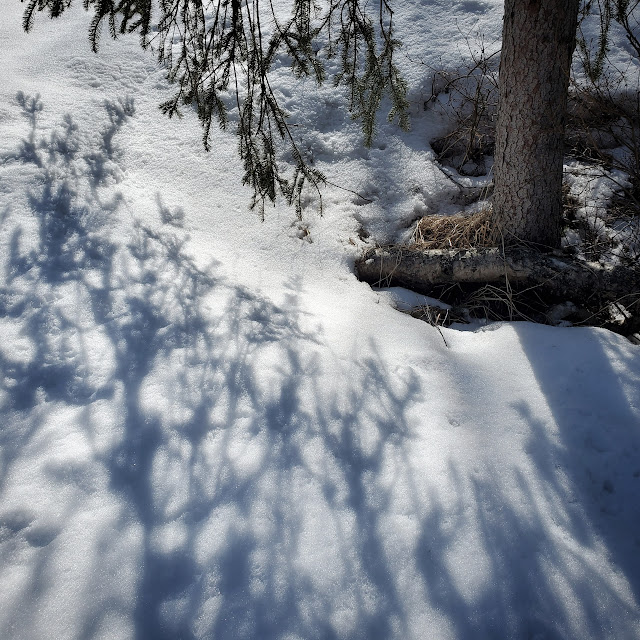 image of a spruce trees branches shadow on the snow