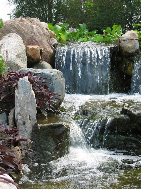 natural biological pond filter