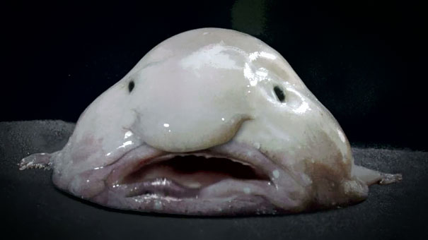 Blob Fish-1