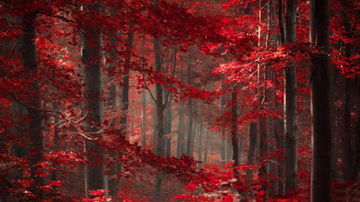 red-color-forest-for-birds-in-foreign-good-location-pics