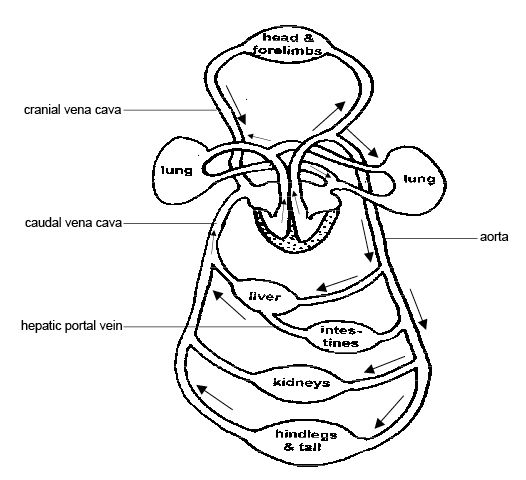 circulatory system diagram to label. circulatory system diagram not