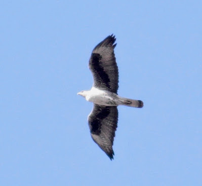 "Bonelli's Eagle -Aquila fasciata - Adult in flight, Mt Abu."