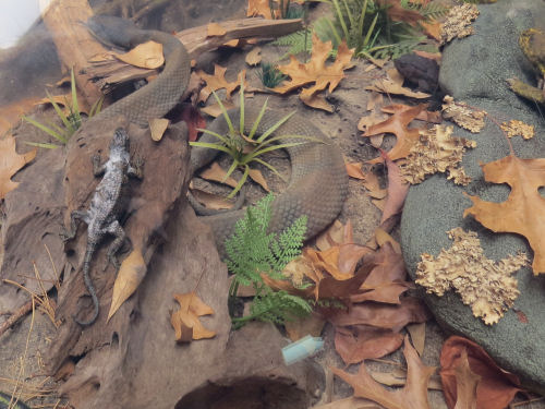 Wheeler National Wildlife Refuge diorama