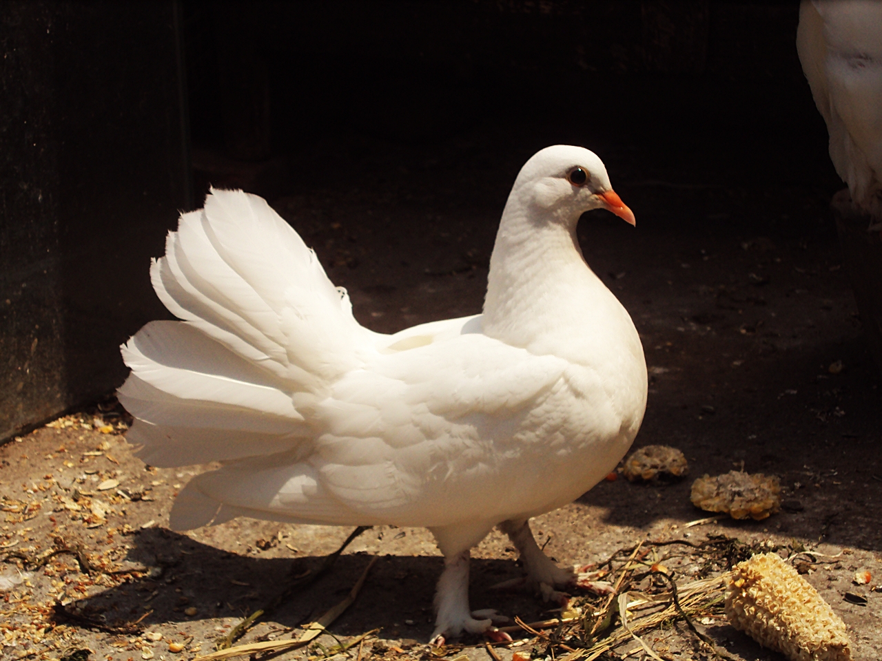 Toko bagong farm: MERPATI KIPAS PUTIH//PERSI PUTIH/WHITE 