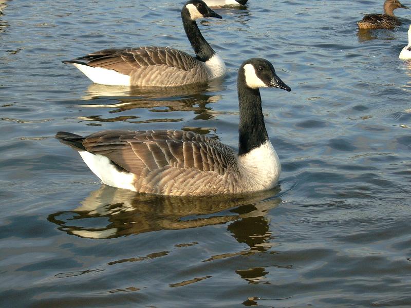 Bird Canada Goose