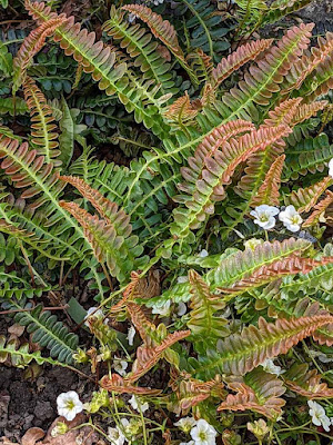 low growing fern with rusty coloured tips