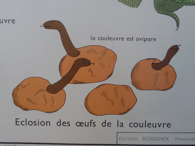 Vintage french posters classroom animal snakes