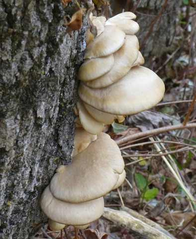 P1080494