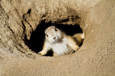 Marmot is Actor Seen On www.coolpicturegallery.us