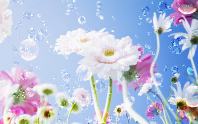 HD Flower Wallpaper 