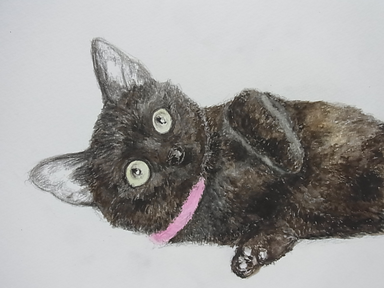 やっちゃんのネコと動物イラスト クロネコを描きました 岩合光昭の世界ネコ歩き マドリードの 可愛いクロちゃん