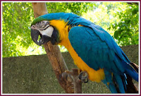 Bird Macaw