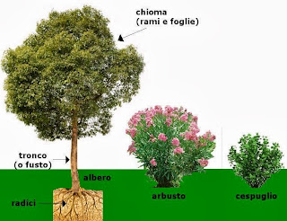 Imparare con la Geografia: 6 Elementi del paesaggio: la vegetazione