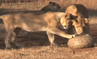 Lion v/s Pangolin fight images in forest - Hd Images Gallery of pangolin kidikhau for free download