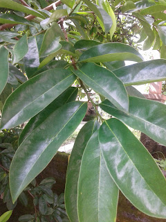 Leaves soursop herbal