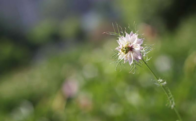 Love-in-a-Mist Flowers