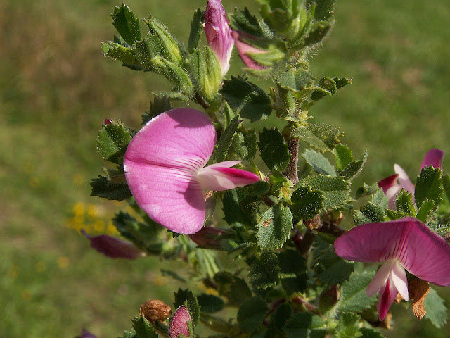 Bugrane épineuse (Ononis spinosa)