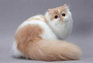 6 Ciri Kucing Persia yang Asli, Jangan Sampai Tertipu !