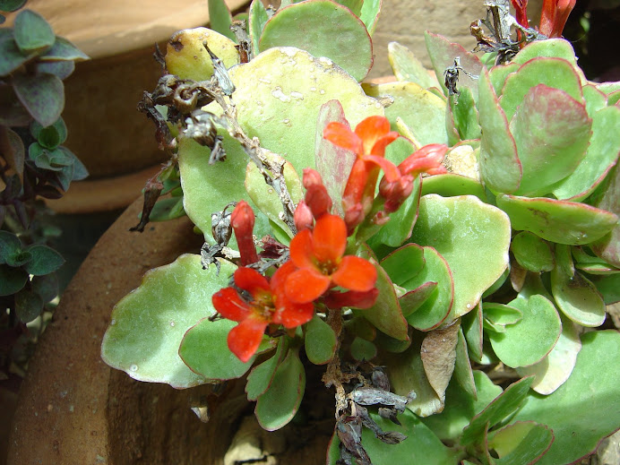 orange little flowers