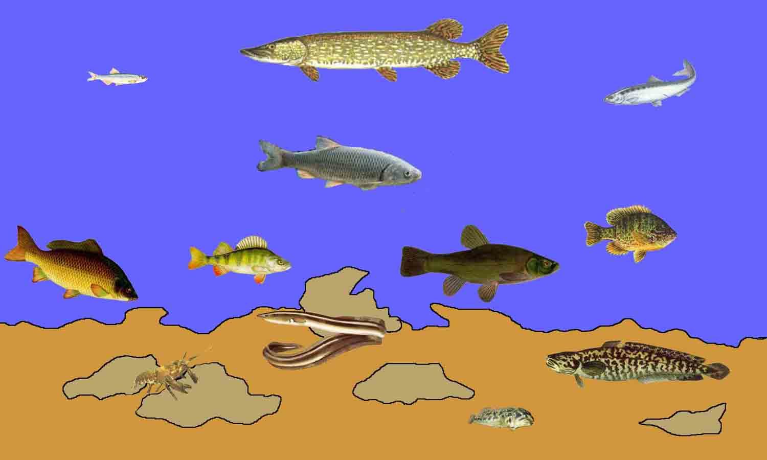 Nelle acque dolci di laghi e fiumi vivono numerose variet  di pesci quali trote carpe tinche lucci anguille pesci persici e pesci gatto