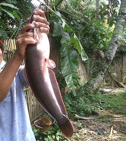 Cara membuat ayam suwir untuk umpan galatama lele