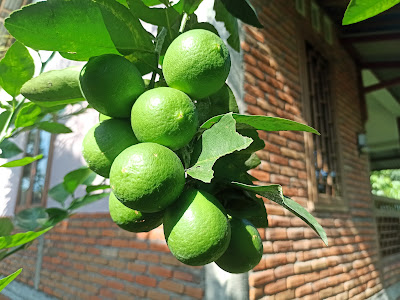 Citrus aurantiifolia, Jeruk Nipis Yang Rasanya Mirip Jeruk Lemon Tapi Buahnya Bulat