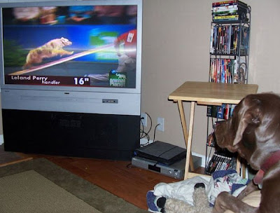 Pets watching TV Seen On www.coolpicturegallery.us