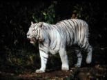 Tigres