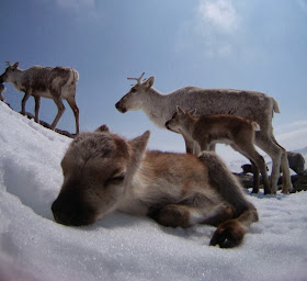 Funny animals of the week - 20 December 2013 (40 pics), cute baby reindeer sleeps in snow