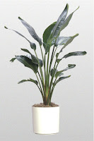 White Birds Of Paradise Plant