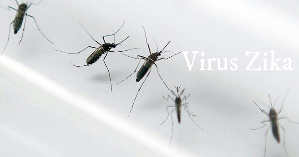 Bahaya virus zika pada bayi dalam kandungan. 7 langkah 