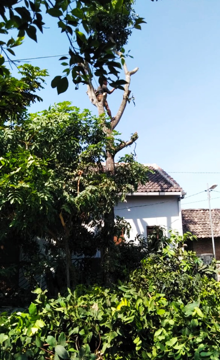 TUKANG TEBANG POHON PROFESIONAL Jasa Tebang Pohon 