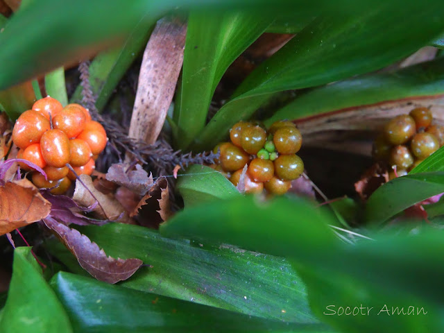 Rohdea japonica