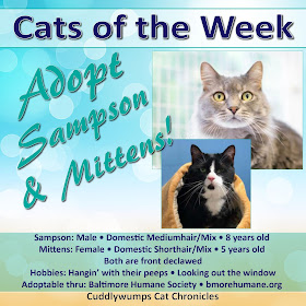 Adopt Sampson and Mittens