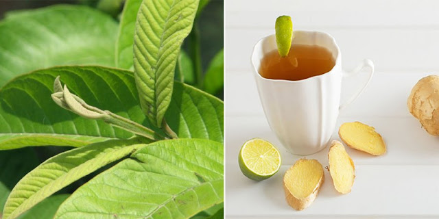 5-tips-to-drink-guava-leaf-juice-to-lose-weight-and-reduce-excess-fat-that-you-should-know