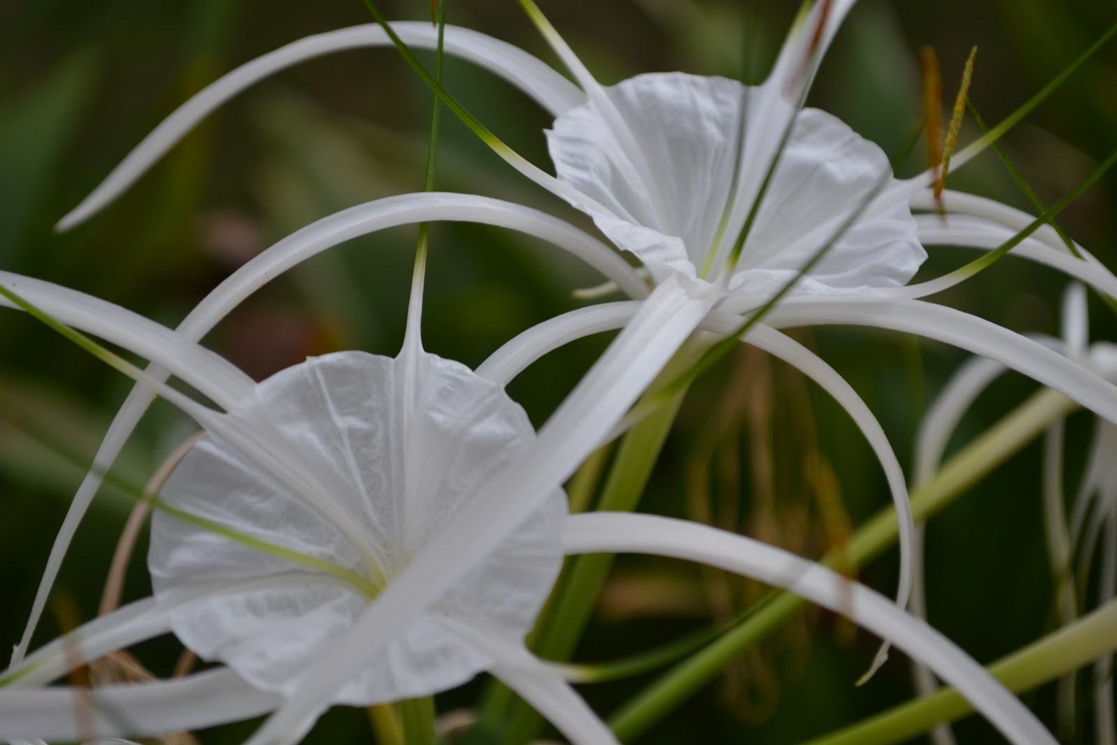 IChing 慧晴: Bunga Di Taman Herba Gopeng