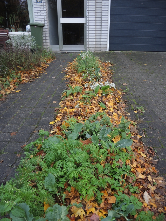 In mijn tuintje: een strookje bloemenmengsel