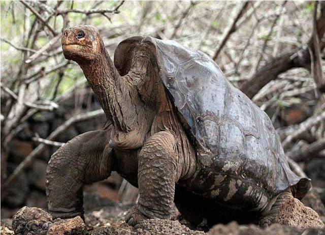 Animals - Galapagos Island Seen On www.coolpicturegallery.us