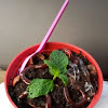Resep Ice Cream Pot Unik Gampang Praktis