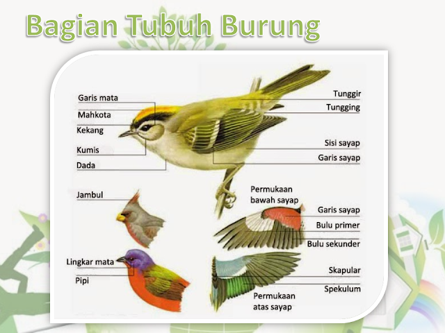 Bagian Tubuh Burung