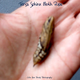 Tersa Sphinx Moth Pupa - Leesburg, Florida, December 21, 2016