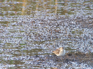 Little Stint