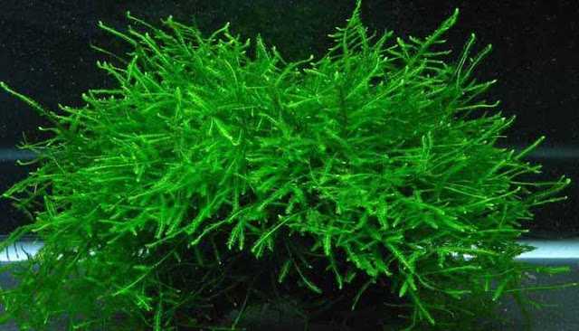 tanaman hias java moss