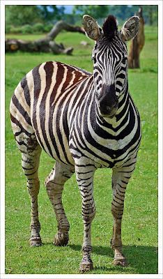 Awesomely Beautiful Animal Portrait Seen On  www.coolpicturegallery.net