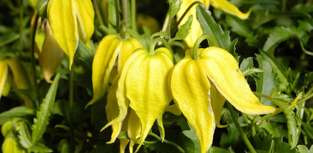 Clematis tangutica in yellow flower