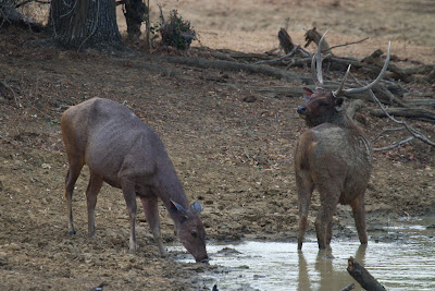 A photograph of a pair of Sambar deer taken in Yala, Sri Lanka