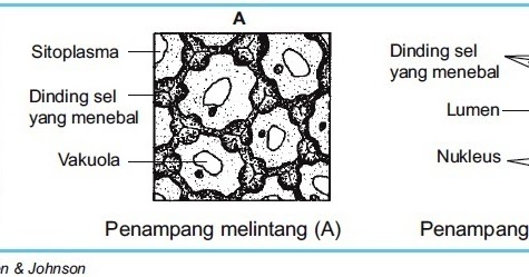 Struktur dan Fungsi Jaringan Kolenkim pada Tumbuhan 