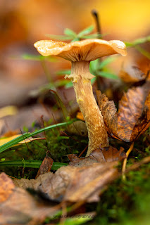 Makrofotografie Pilzfotografie Weserbergland Olaf Kerber