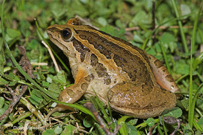 Iberian painted Frog